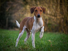 THEO, Hund, Foxterrier-Mix in Bülstedt - Bild 8