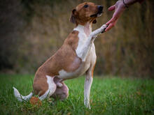 THEO, Hund, Foxterrier-Mix in Bülstedt - Bild 9