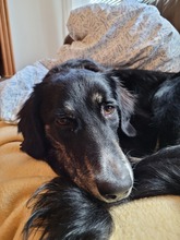 MARA, Hund, Mischlingshund in Hannover