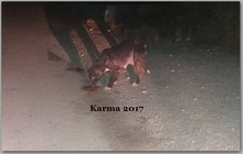 KARMAELLINIKA, Hund, Mischlingshund in Griechenland - Bild 15