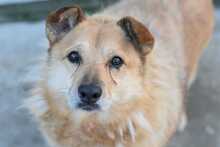 ORSON, Hund, Mischlingshund in Rumänien