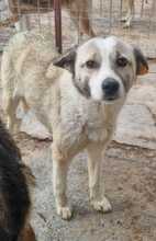 NOVA, Hund, Mischlingshund in Rumänien