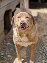 CHOCOLATEBOY, Hund, Mischlingshund in Dresden - Bild 10