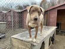 CHOCOLATEBOY, Hund, Mischlingshund in Dresden - Bild 13