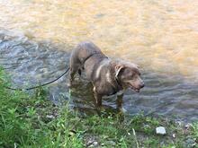 CHOCOLATEBOY, Hund, Mischlingshund in Dresden - Bild 2