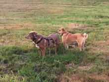 CHOCOLATEBOY, Hund, Mischlingshund in Dresden - Bild 3