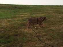 CHOCOLATEBOY, Hund, Mischlingshund in Dresden - Bild 4