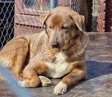 CHOCOLATEBOY, Hund, Mischlingshund in Dresden - Bild 5