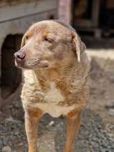 CHOCOLATEBOY, Hund, Mischlingshund in Dresden - Bild 6