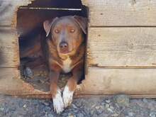 CHOCOLATEBOY, Hund, Mischlingshund in Dresden - Bild 8