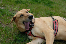 JAWOR, Hund, Mischlingshund in Bulgarien