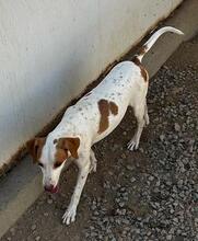ALINO, Hund, Mischlingshund in Italien - Bild 35
