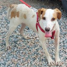 ALINO, Hund, Mischlingshund in Italien - Bild 36