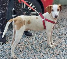 ALINO, Hund, Mischlingshund in Italien - Bild 37
