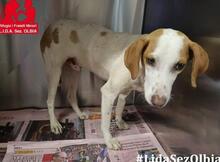 ALINO, Hund, Mischlingshund in Italien - Bild 38