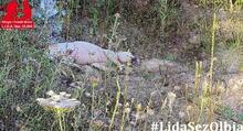 ALINO, Hund, Mischlingshund in Italien - Bild 40