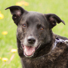 FREYA, Hund, Mischlingshund in Lauf