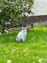 CAPPUCCINO, Katze, Europäisch Kurzhaar in Meinerzhagen - Bild 18