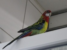 PRISMA, Vogel, Rosellasittich in Hamburg