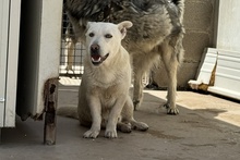 MARE, Hund, Deutscher Schäferhund-Terrier-Dackel-Mix in Italien - Bild 1