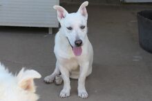 MARE, Hund, Deutscher Schäferhund-Terrier-Dackel-Mix in Italien - Bild 10