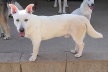 MARE, Hund, Deutscher Schäferhund-Terrier-Dackel-Mix in Italien - Bild 11