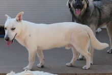 MARE, Hund, Deutscher Schäferhund-Terrier-Dackel-Mix in Italien - Bild 12