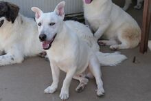 MARE, Hund, Deutscher Schäferhund-Terrier-Dackel-Mix in Italien - Bild 14