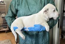 MARE, Hund, Deutscher Schäferhund-Terrier-Dackel-Mix in Italien - Bild 18