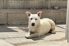 MARE, Hund, Deutscher Schäferhund-Terrier-Dackel-Mix in Italien - Bild 2