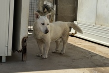 MARE, Hund, Deutscher Schäferhund-Terrier-Dackel-Mix in Italien - Bild 3