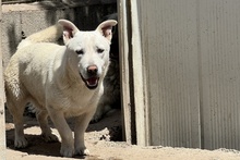 MARE, Hund, Deutscher Schäferhund-Terrier-Dackel-Mix in Italien - Bild 4