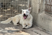 MARE, Hund, Deutscher Schäferhund-Terrier-Dackel-Mix in Italien - Bild 5