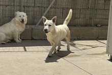 MARE, Hund, Deutscher Schäferhund-Terrier-Dackel-Mix in Italien - Bild 6