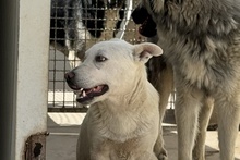 MARE, Hund, Deutscher Schäferhund-Terrier-Dackel-Mix in Italien - Bild 7