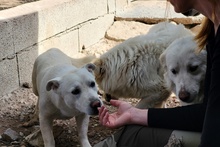 MARE, Hund, Deutscher Schäferhund-Terrier-Dackel-Mix in Italien - Bild 8