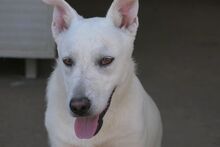 MARE, Hund, Deutscher Schäferhund-Terrier-Dackel-Mix in Italien - Bild 9