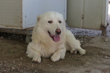 MARTI, Hund, Maremmano-Mix in Kötz - Bild 10