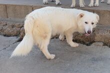 MARTI, Hund, Maremmano-Mix in Kötz - Bild 13