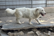 MARTI, Hund, Maremmano-Mix in Kötz - Bild 3