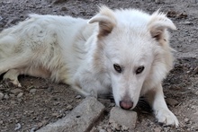 MARTI, Hund, Maremmano-Mix in Kötz - Bild 5