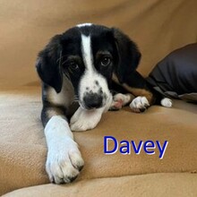 DAVEY, Hund, Mischlingshund in Bulgarien