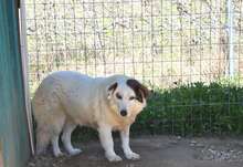 JONNA, Hund, Mischlingshund in Griechenland - Bild 15