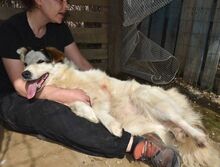 JONNA, Hund, Mischlingshund in Griechenland - Bild 17