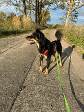 ZORO, Hund, Mischlingshund in Nuthetal - Bild 3