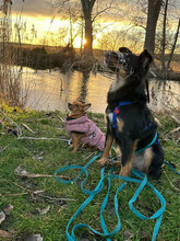 ZORO, Hund, Mischlingshund in Nuthetal - Bild 4