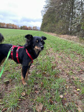 ZORO, Hund, Mischlingshund in Nuthetal - Bild 5