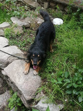 ZORO, Hund, Mischlingshund in Nuthetal - Bild 9