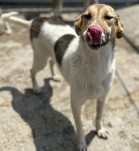 MAGGIE, Hund, Mischlingshund in Karlsruhe - Bild 10