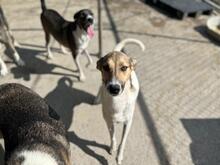 MAGGIE, Hund, Mischlingshund in Karlsruhe - Bild 2